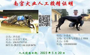 冲击波X小老虎 900115001743721.jpg