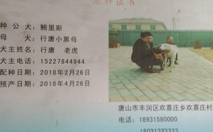 鲍里斯X行唐小黑母900115000989841.jpg