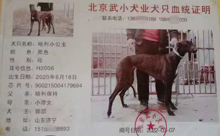 哈利小公主 900215004179694