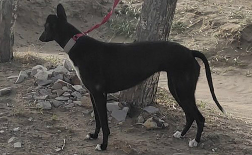 hdqyhxmn  性别: 母 出生年份: 2017 出生地: 中国 父亲: 黑色幻想