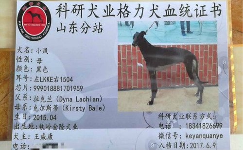 小凤 999018881701959，LKKE 1504