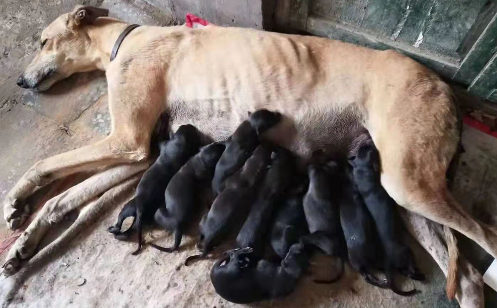 格力犬飞鱼图片