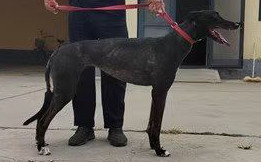 靓点 900219000991201