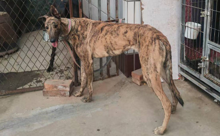 阿斯顿狸母 990000009406237