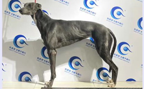 小豹点 988000001880461