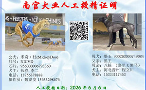 米奇杜X墨玉 900263000749084.jpg