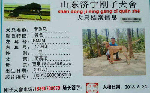 黄旋风 SMJM 1704B，900155000006000