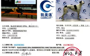魔法蛋白石X花诺里斯 941000015046952.jpg