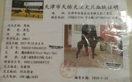 黑妹 DBHJ7，900201709640125