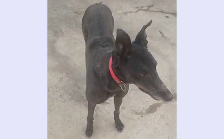 小卡佳 900115000929336