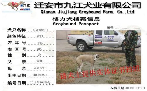 贝蒂脸红仔 HFBD 21G