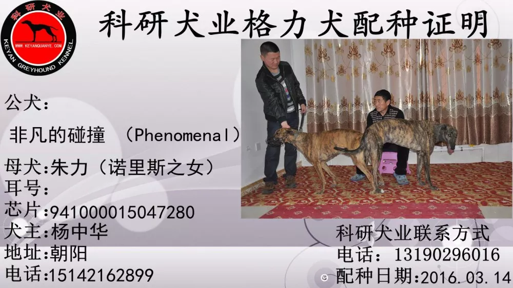 朱丽941000015047280,nlzl1207 - 格力犬yy--格力犬血统查询