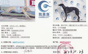 弹簧枪X魔法侵犯 941000225081660，TY926.jpg