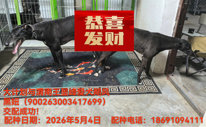 大计划X飓风黑妞 900263003417699.jpg
