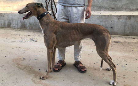 格力犬诺里斯资料图片