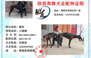 飓风X小碰撞 YZ18A，900128001208812.jpg