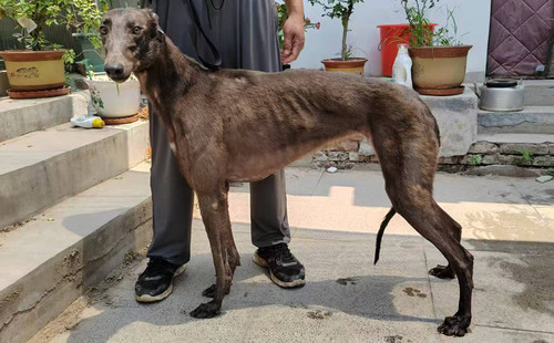 灰豹 990000009408520