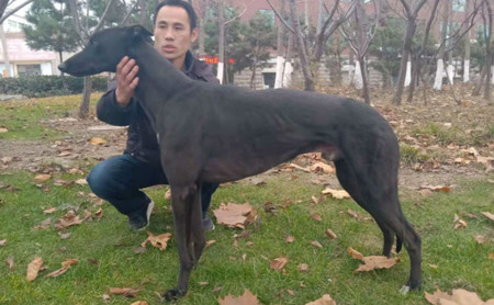 魔法雪碧r 156111110087184,hjwcmfxb - 格力犬yy--格力犬中英文血统