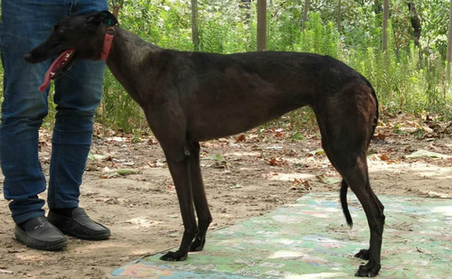 大盜公主 gzqs 1609q,900128001210079 - 格力犬yy--格力犬中英文血統