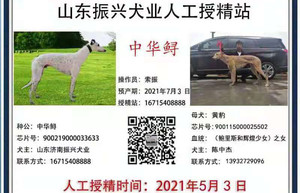 中华鲟X黄豹 900115000025502，BLS1709.jpg