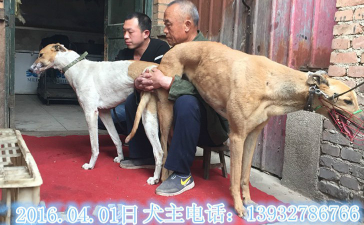 格力犬黄白花种公图片