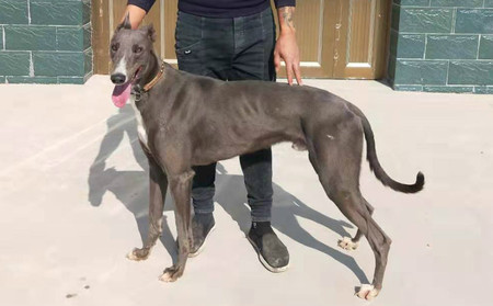 hpnl1704a  性别: 公 出生年份: 2017 出生地: 中国 父亲: 黑色碰撞