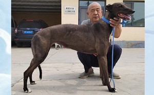 小弹簧枪900219000992876.jpg