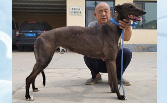 小弹簧枪 900219000992876