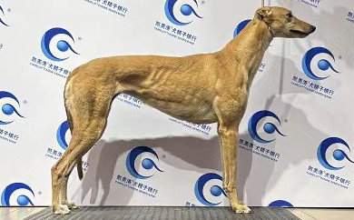 卡尼亚露娜 988000001880294