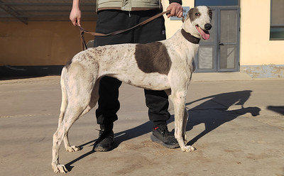 灰点点 900215000617887