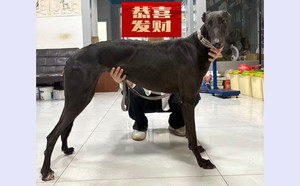 辉煌尼克斯 900023069809942.jpg