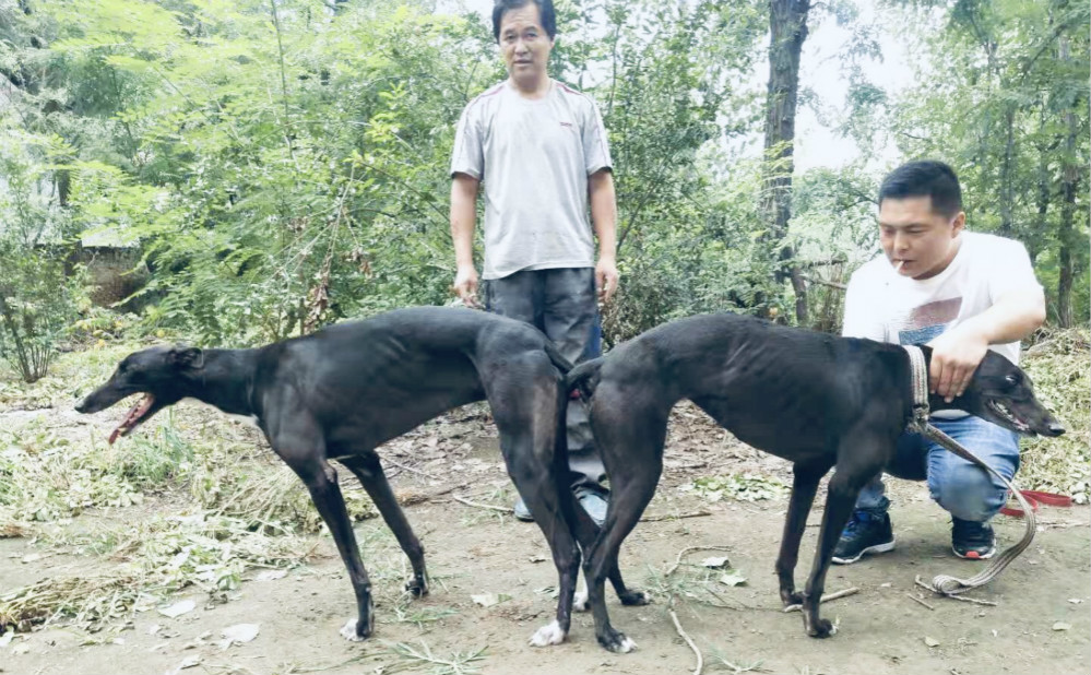 格力犬种公诺里斯图片