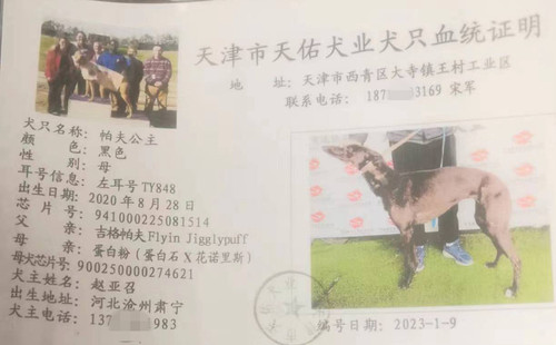 帕夫公主 941000225081514，TY848