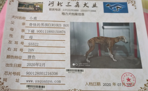 小鹿 900128001216306，S552220N