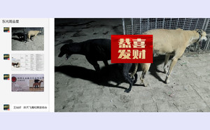 飞鹰X黑茶 988000001880102.jpg