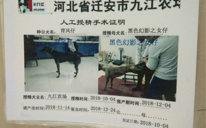 灿烂的贝吉XHFHN111E.jpg