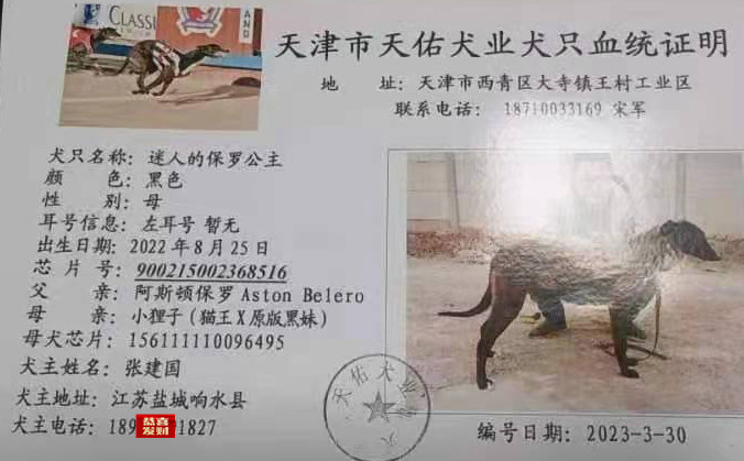 迷人的保罗公主 900215002368516
