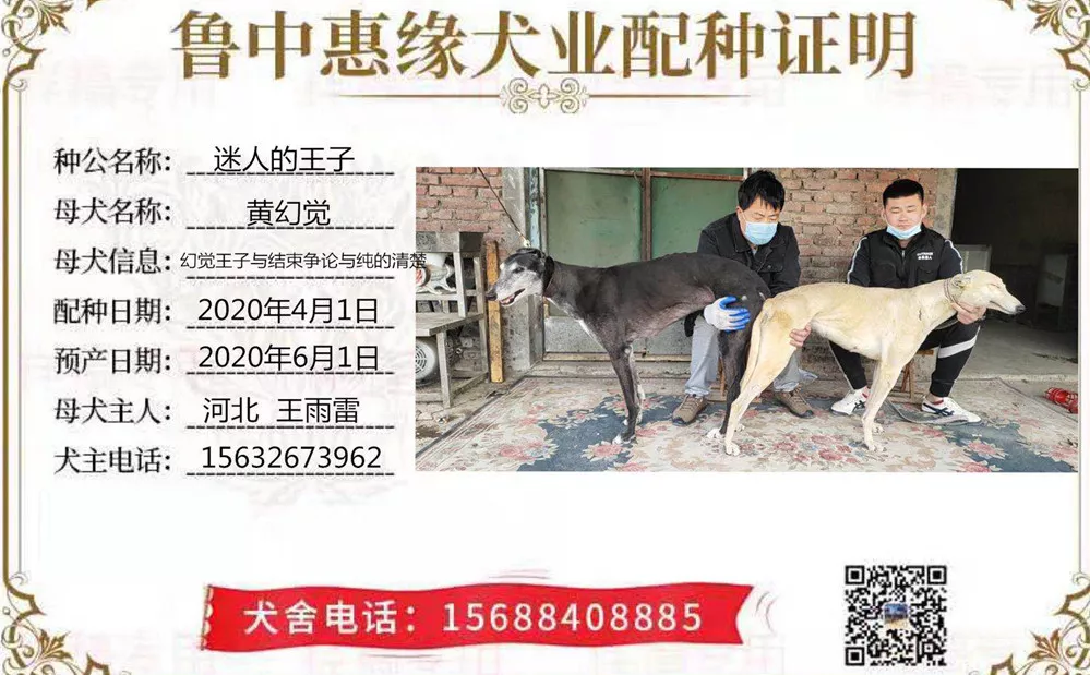 黄幻觉 156111110097198 - 格力犬yy网手机版--格力犬血统查询,繁殖