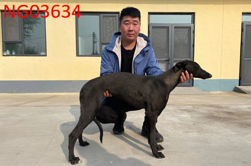 黑妮 900115000989971，NGXH720MA