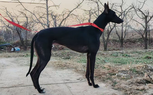 小卫李贝尔 900023069813542