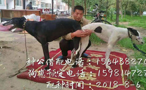 黑色恐怖X大花 DBKP2，900250000274566.jpg
