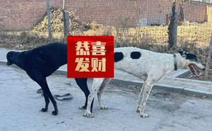 顶蜂X黑石头 DBHX4，941000225080211.jpg