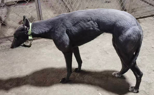 灰鲍里斯 900168801064473