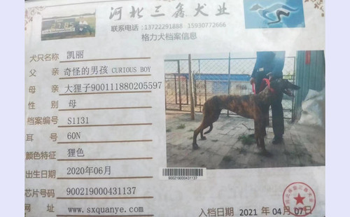 凯丽 900219000431137，60N