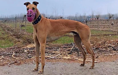 格力犬大黄蜂图片