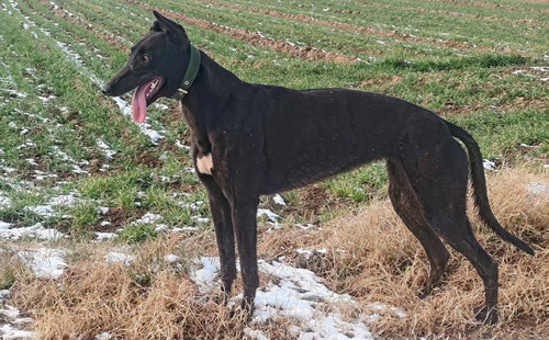 黑貔貅 990000009418106