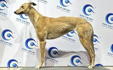 阿斯顿黄 900215009728082