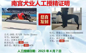 涡轮托马斯X图像公主 900115000990098.jpg