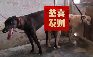 黑老大X火焰 900155000019168.jpg