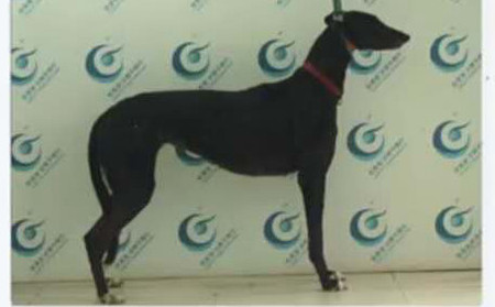 大黑 941000225080290